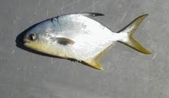 Trachinotus carolinus