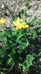 Lotus corniculatus corniculatus