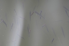 Alburnus alburnus
