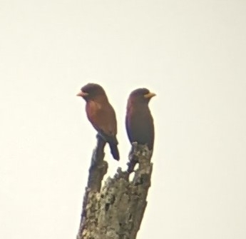 Blue-throated Roller (Eurystomus gularis), photo 10