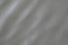Alburnus alburnus