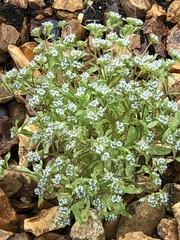 Valerianella locusta