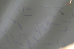 Alburnus alburnus