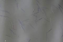 Alburnus alburnus