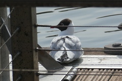 Chroicocephalus ridibundus