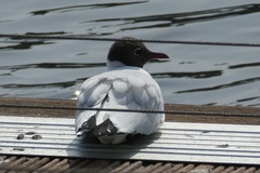 Chroicocephalus ridibundus