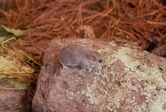 Peromyscus melanotis