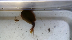 Lepidurus apus apus