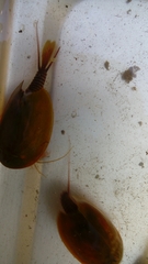 Lepidurus apus apus