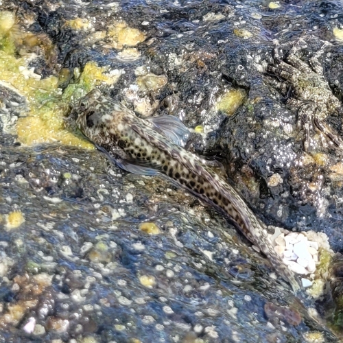 Lemuria rockskipper (Entomacrodus lemuria) — Blenniidae — 2