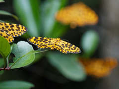 Epobeidia tigrata tigrata