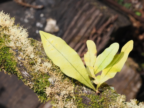 Lepisorus tosaensis iNat (1)