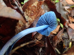Entoloma hochstetteri
