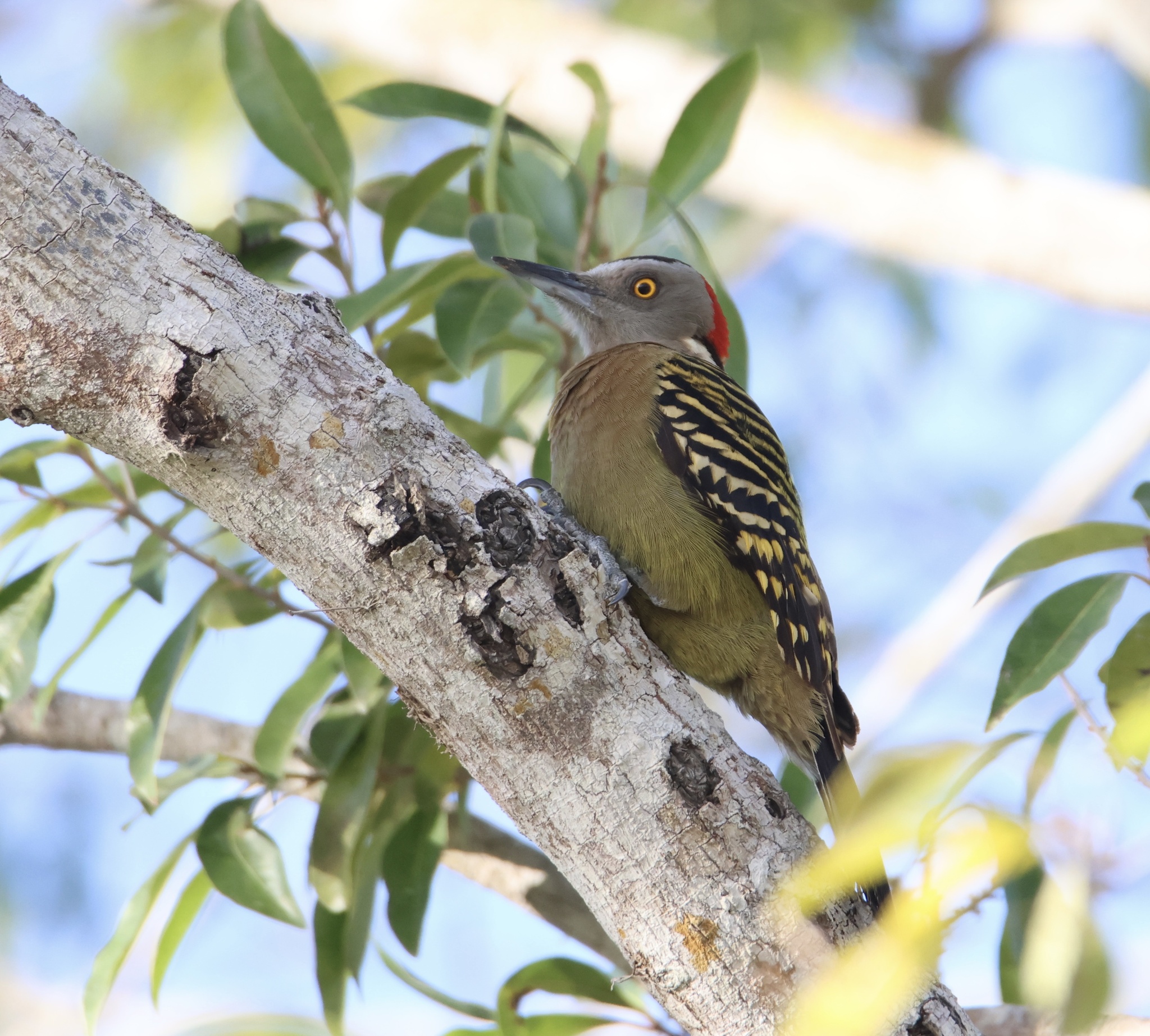 Hispaniolan Woodpecker illustration