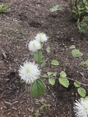 Fothergilla