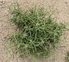 Matthiola parviflora