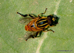 Mesembrius bengalensis