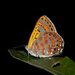 Hypochrysops ignitus - Photo (c) Braden Mcdonald,  זכויות יוצרים חלקיות (CC BY-NC), הועלה על ידי Braden Mcdonald