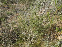 Aspalathus cephalotes violacea