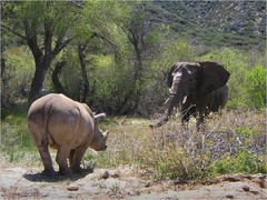Rhinocerotidae