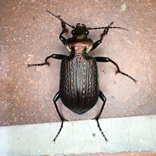 Calosoma alternans photo 5