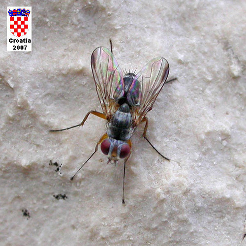 Macrotarsina longimana