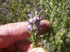 Aspalathus cephalotes violacea