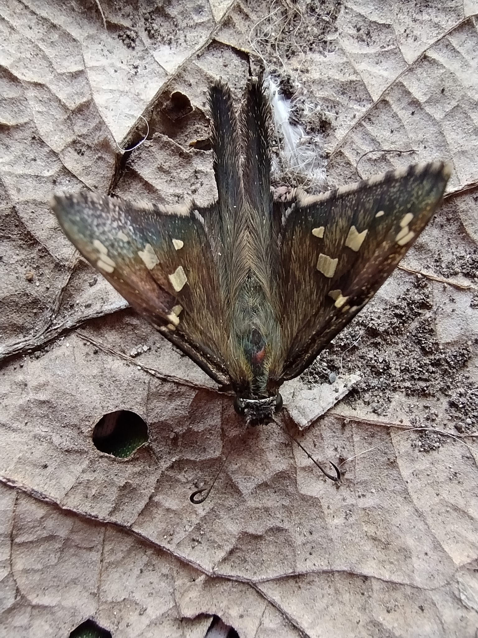 Pyrginae image