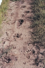 Ursus americanus machetes