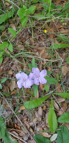 Ruellia image