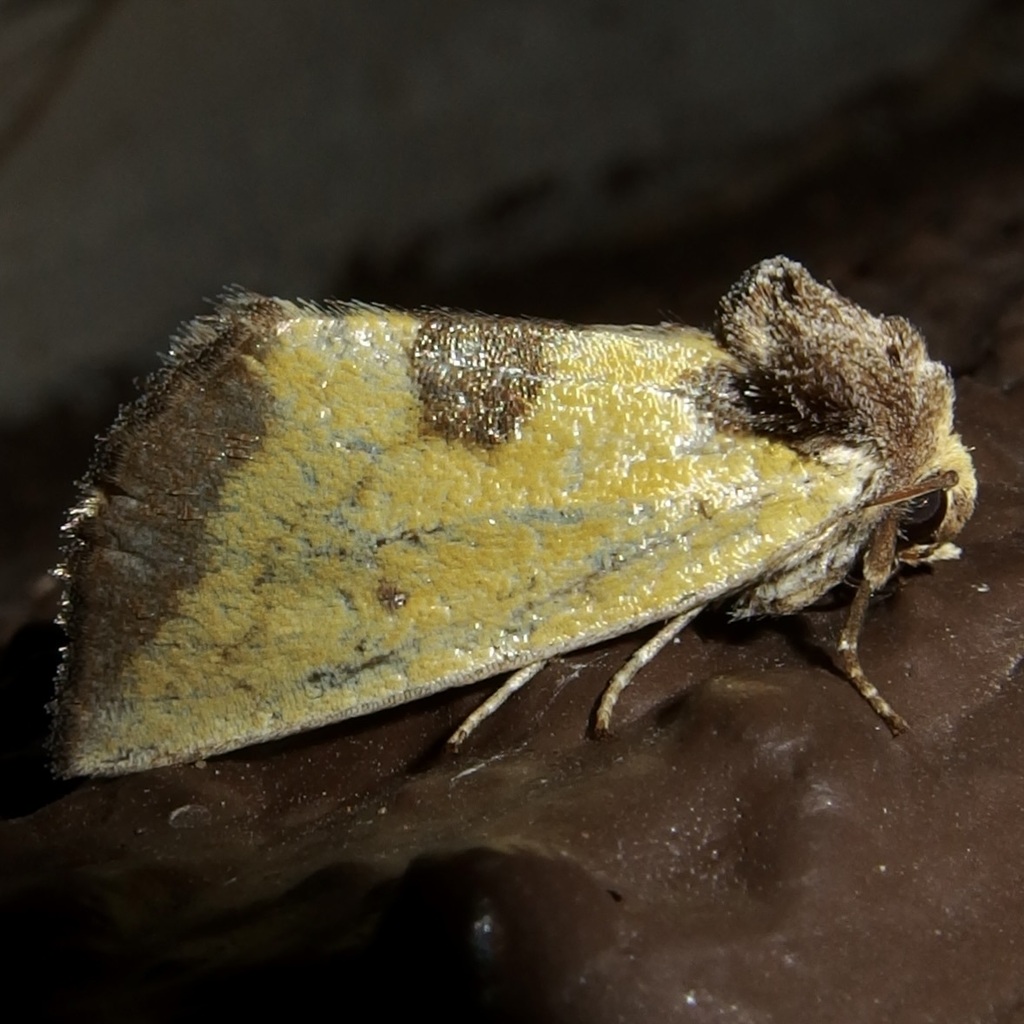 Stiria sulphurea