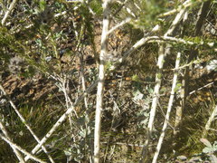 Aspalathus cephalotes violacea