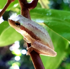 Litoria fallax