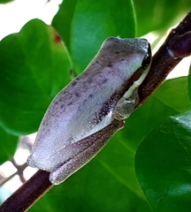 Litoria fallax
