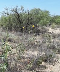 Helianthus neglectus