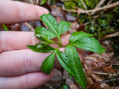 Cardamine concatenata