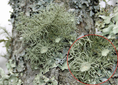 Bushy beard lichen