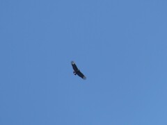 Coragyps atratus image