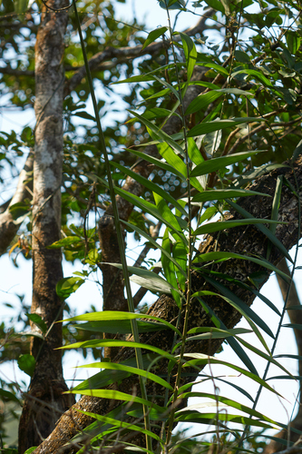 Calamus austroguangxiensis