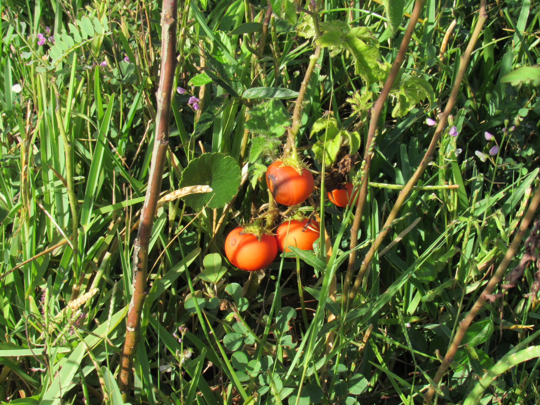 Solanum capsicoides