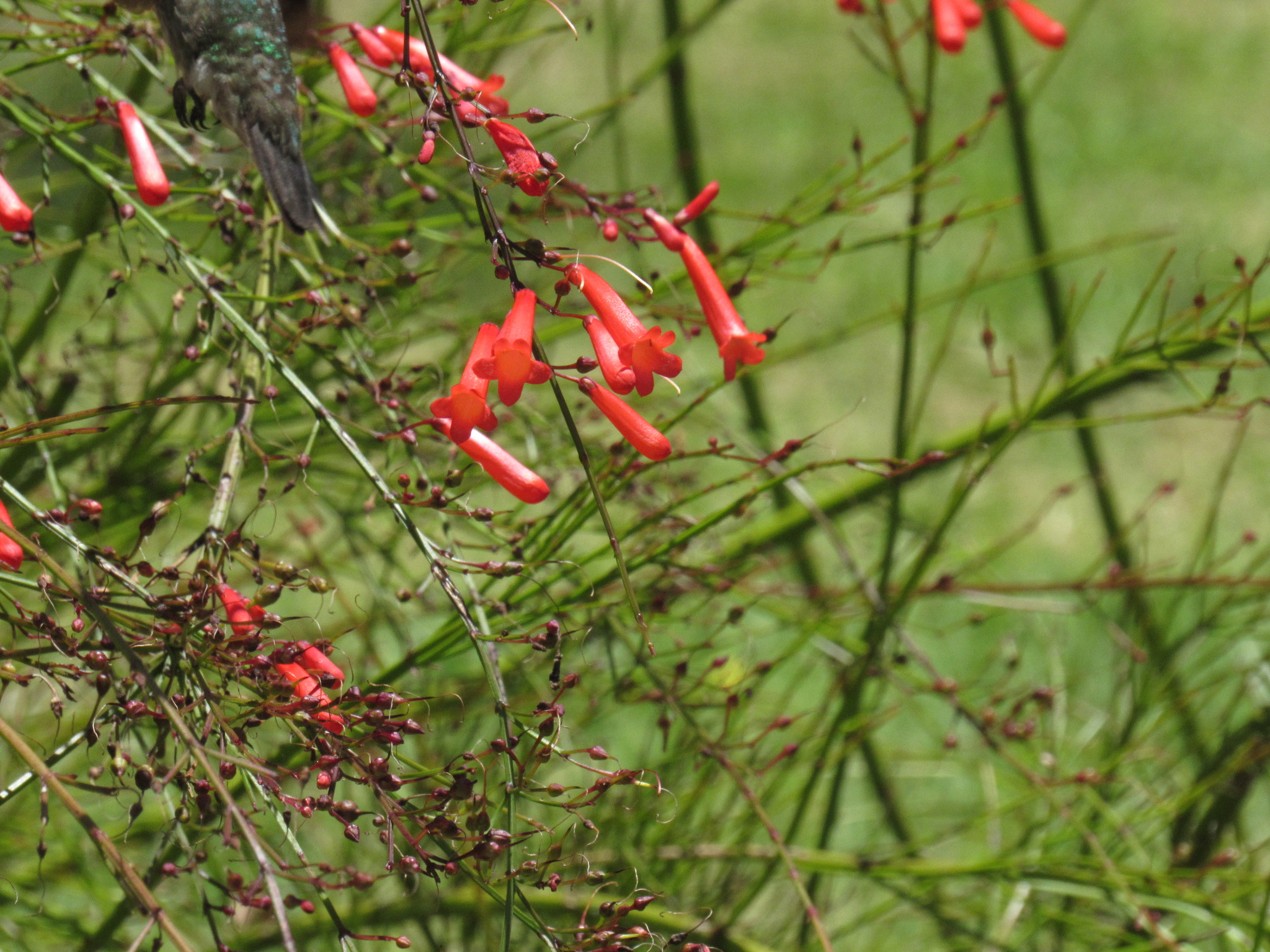 Russelia equisetiformis