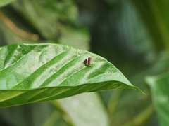 Choreutis basalis