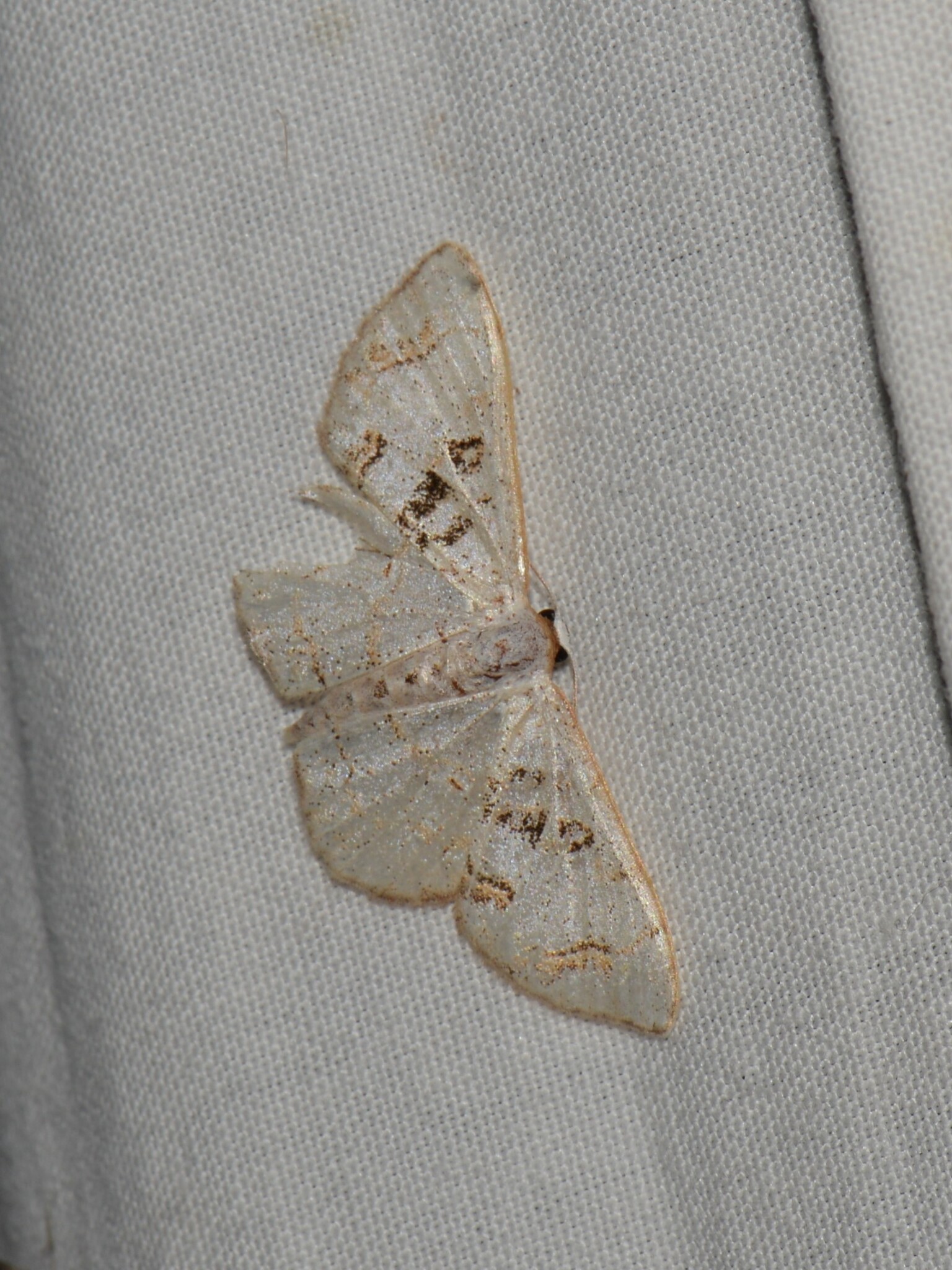 Idaea incanata image