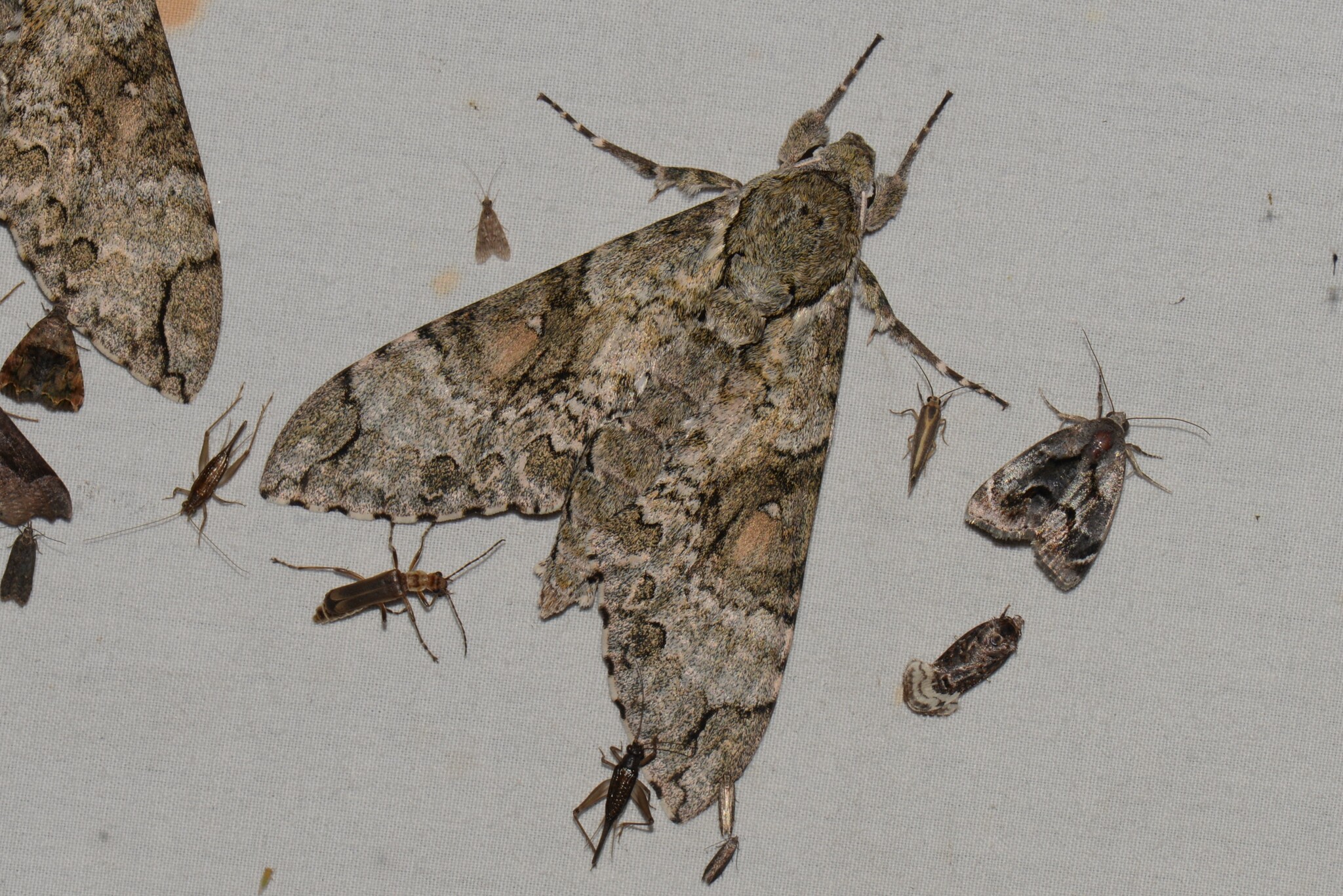 Sphingini image