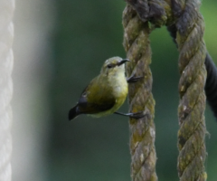 Tiny Sunbird photo 3