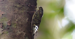 Ugada giovanninae