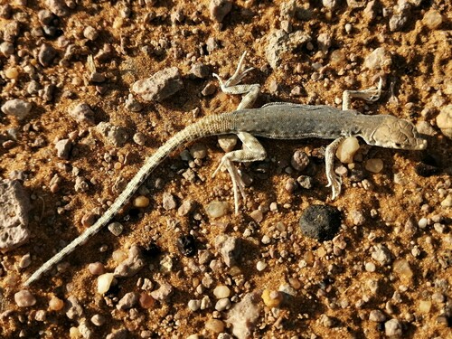 Blanford's Short-nosed Desert Lizard