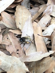 Anthophora villosula