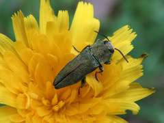 Anthaxia hungarica