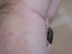 Sciocoris homalonotus